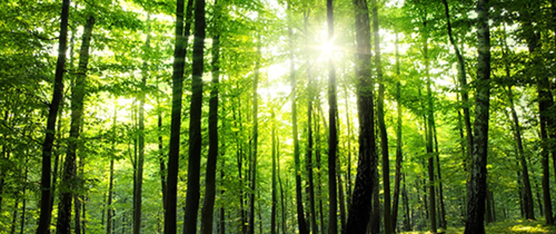 Rusza pomoc na inwestycje w lasach prywatnych – informuje ARiMR   
